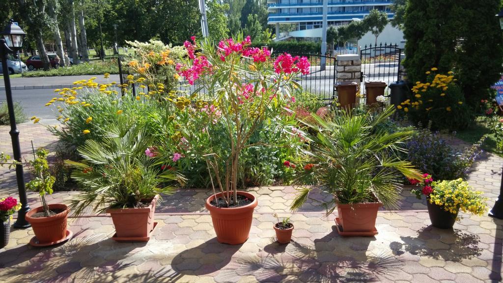 Apartmán Barbara Vendeghaz Balatonfüred Exteriér fotografie